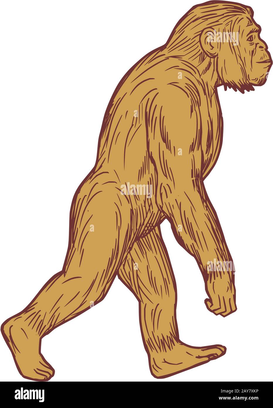 Homo habilis marchant côte encombrement Banque D'Images