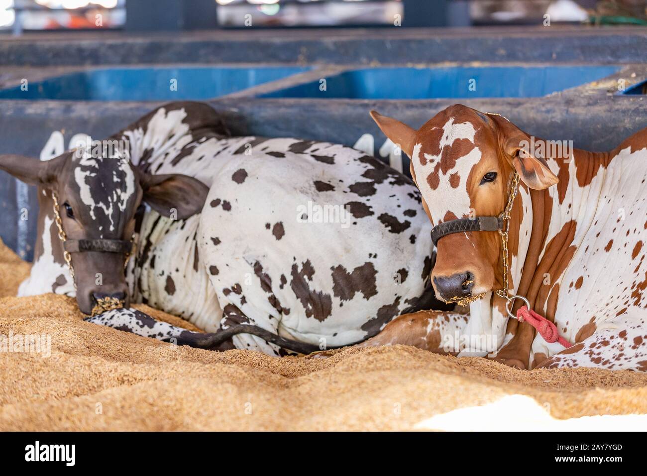 Bétail d'élite brésilien Zebu dans un parc d'exposition Banque D'Images