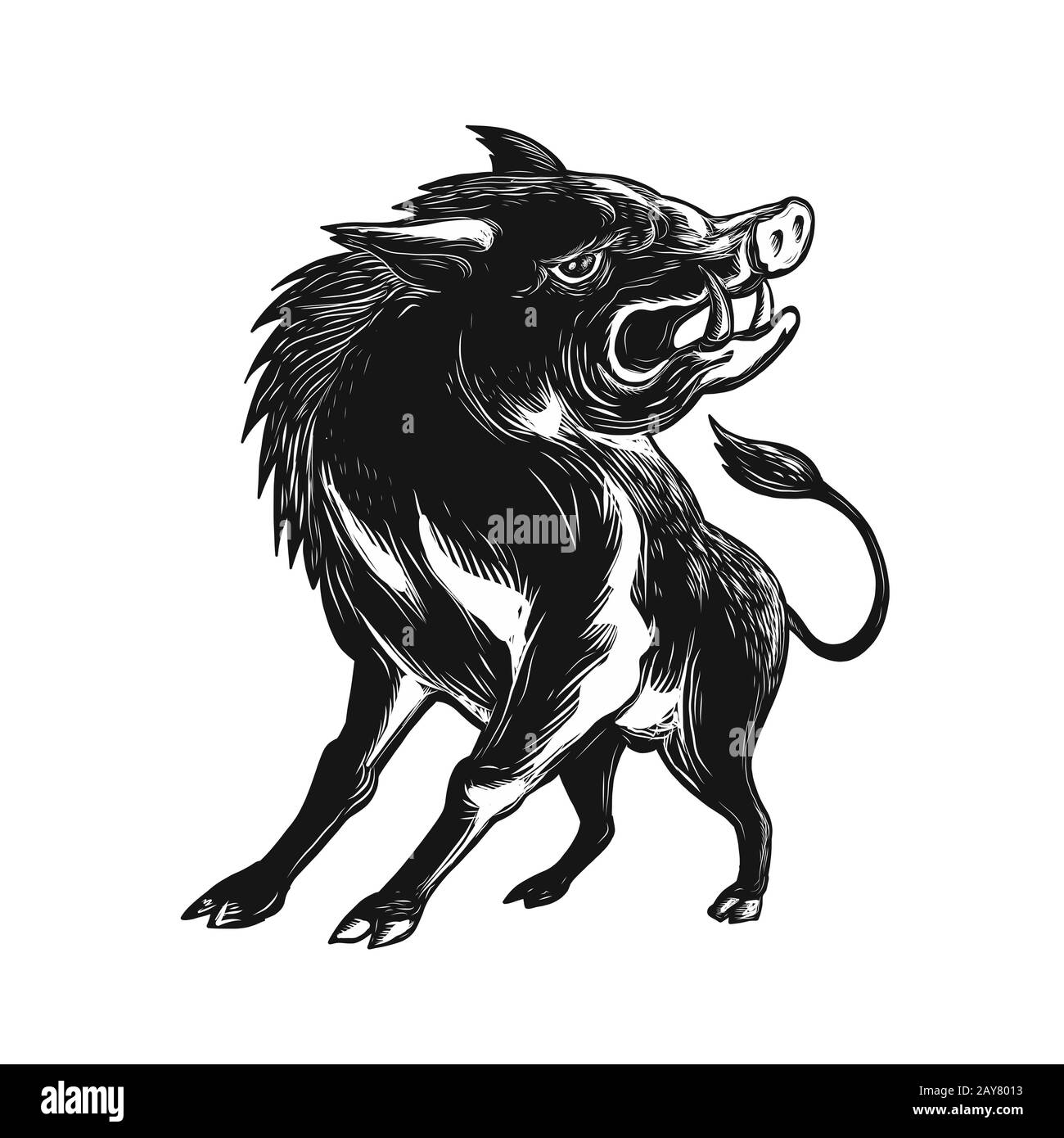 Porcs sauvages Scratchboard Razorback en colère Banque D'Images