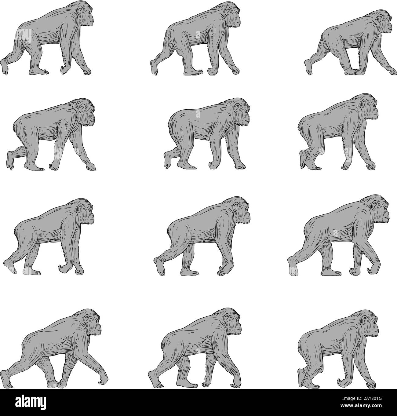 Collection de randonnée chimpanzee Banque D'Images