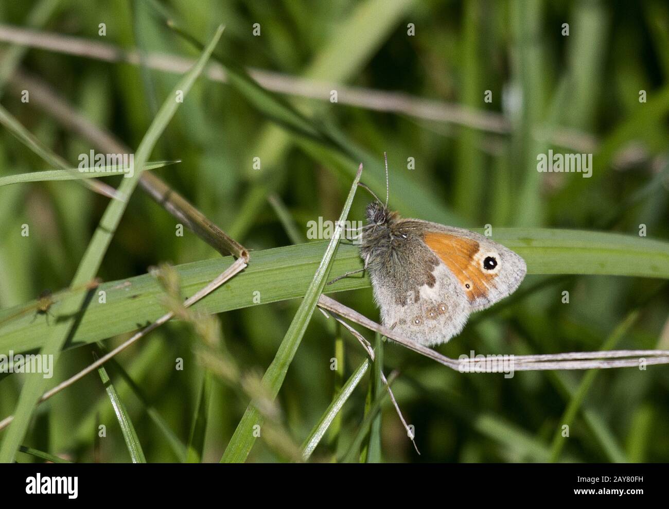 Little Meadow oiseau papillon, Ezumakeech, Firesland, Lauwersmeer, Pays-Bas Banque D'Images