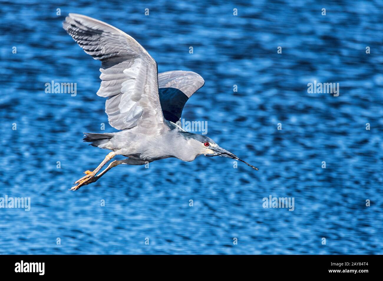 Heron de nuit à couronne noire, Nycticorax nycticorax cyanocephalus, en vol, transportant du matériel de nidification, Sea Lion Island, Falkland Islands Banque D'Images