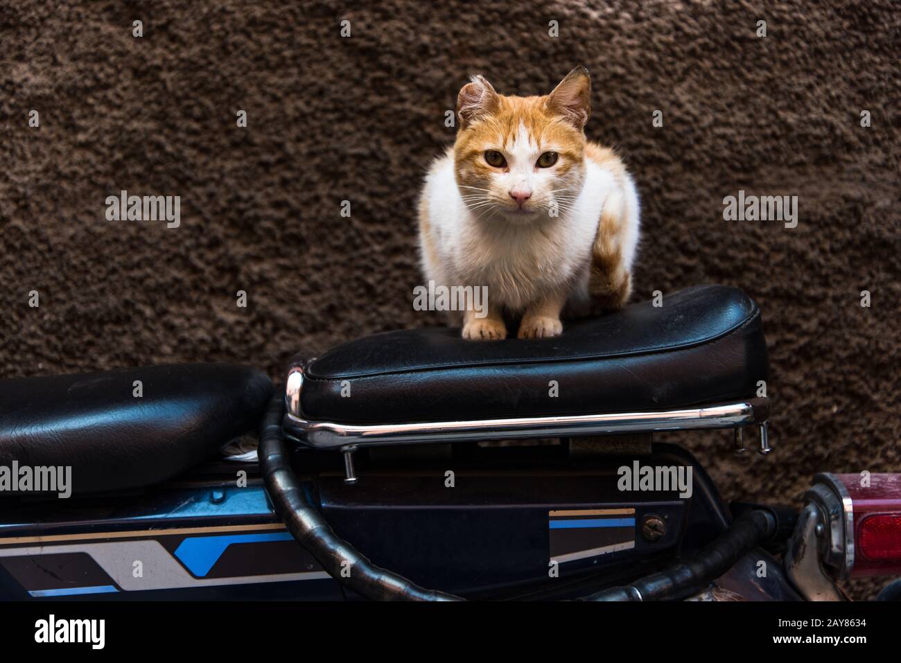 Chat A Velo Banque D Image Et Photos Alamy