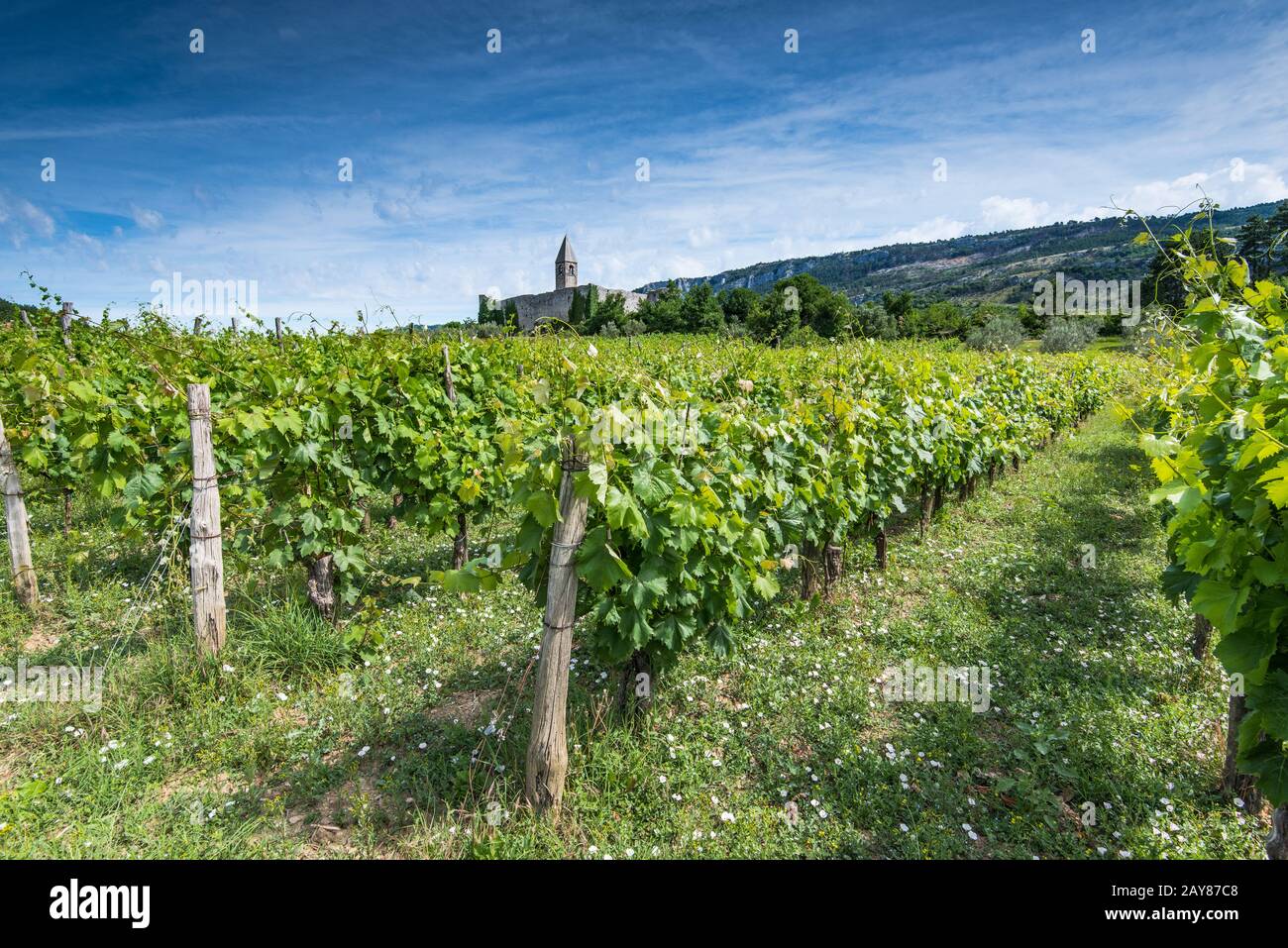 Plantation de vignes en Slovénie rurale Banque D'Images