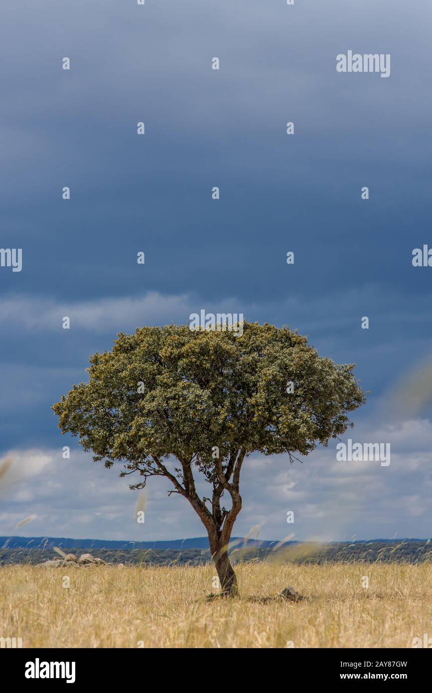 Arbre solitaire dans les champs ruraux et les nuages sombres Banque D'Images