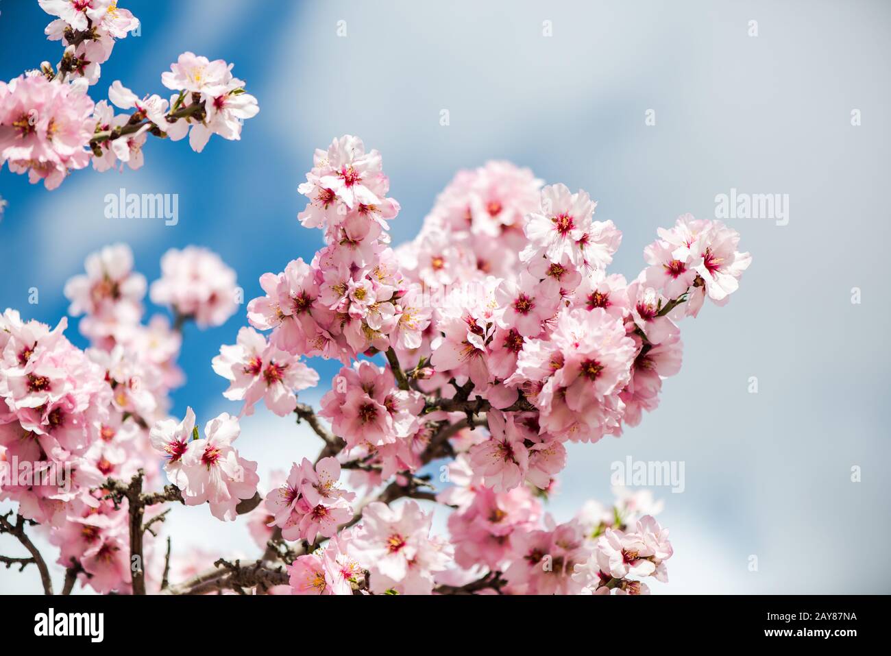 Fleurs d'amandes de printemps à effet tonicité Banque D'Images