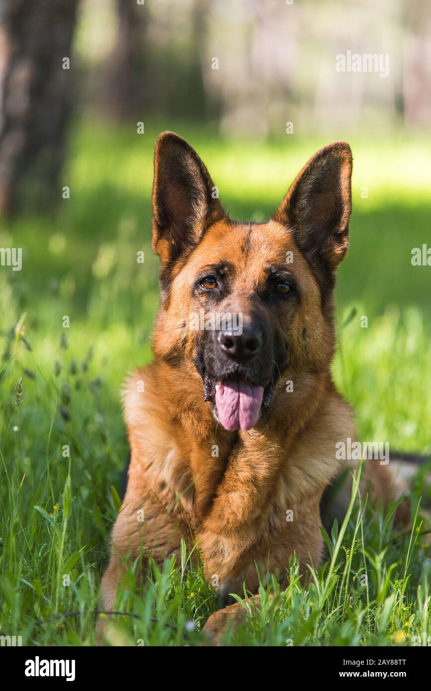 Berger allemand pur portant sur l'herbe Banque D'Images