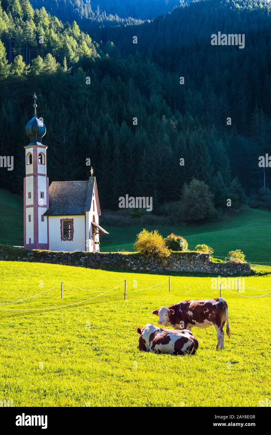 La célèbre église de Santa Magdalena dans les prairies alpines vertes, les Dolomites. Sur la vache de pâturage à flanc de coteau d'herbe verte. Le concept de Banque D'Images