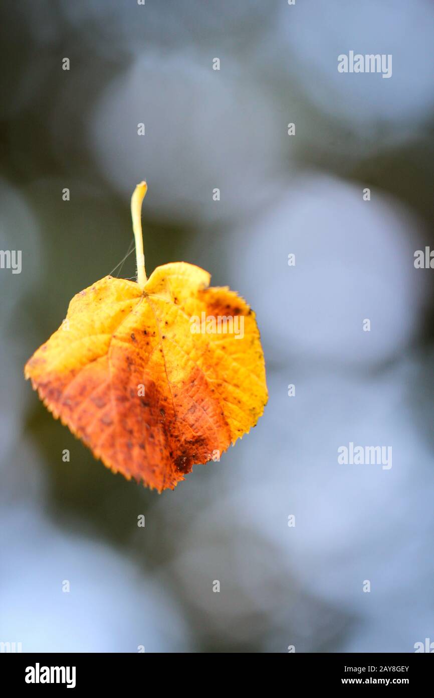 Feuille au vent, la feuille d'automne tombe de l'arbre Banque D'Images