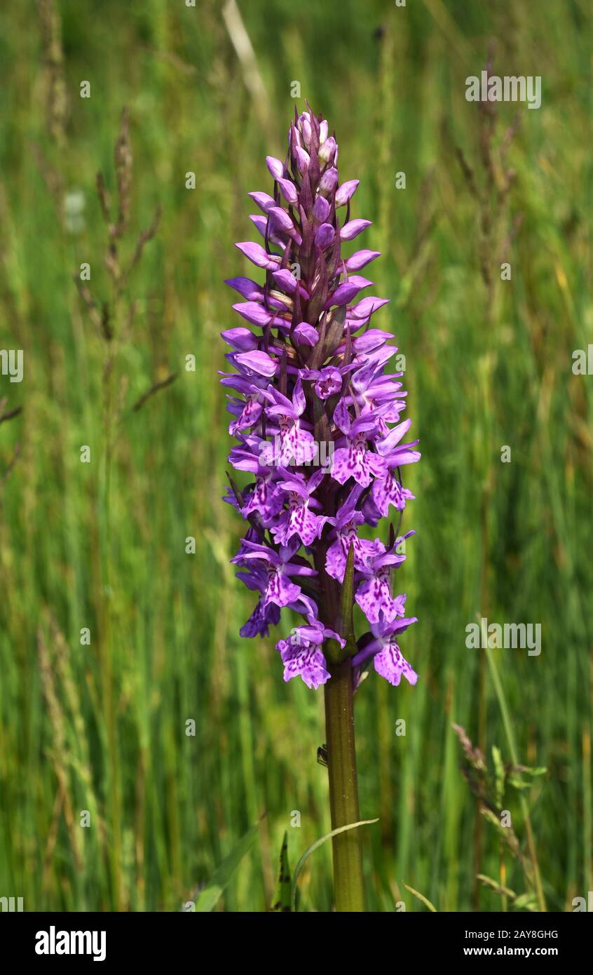 orchidée de marais à feuilles larges; orchidée de marais commune; orchidée de éventail; orchidée de marais ouest; Banque D'Images