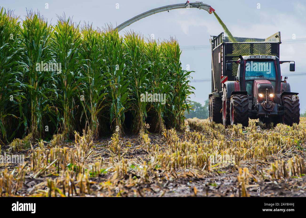 Récolte du maïs, ensileuse de maïs en action, camion de récolte avec tracteur Banque D'Images