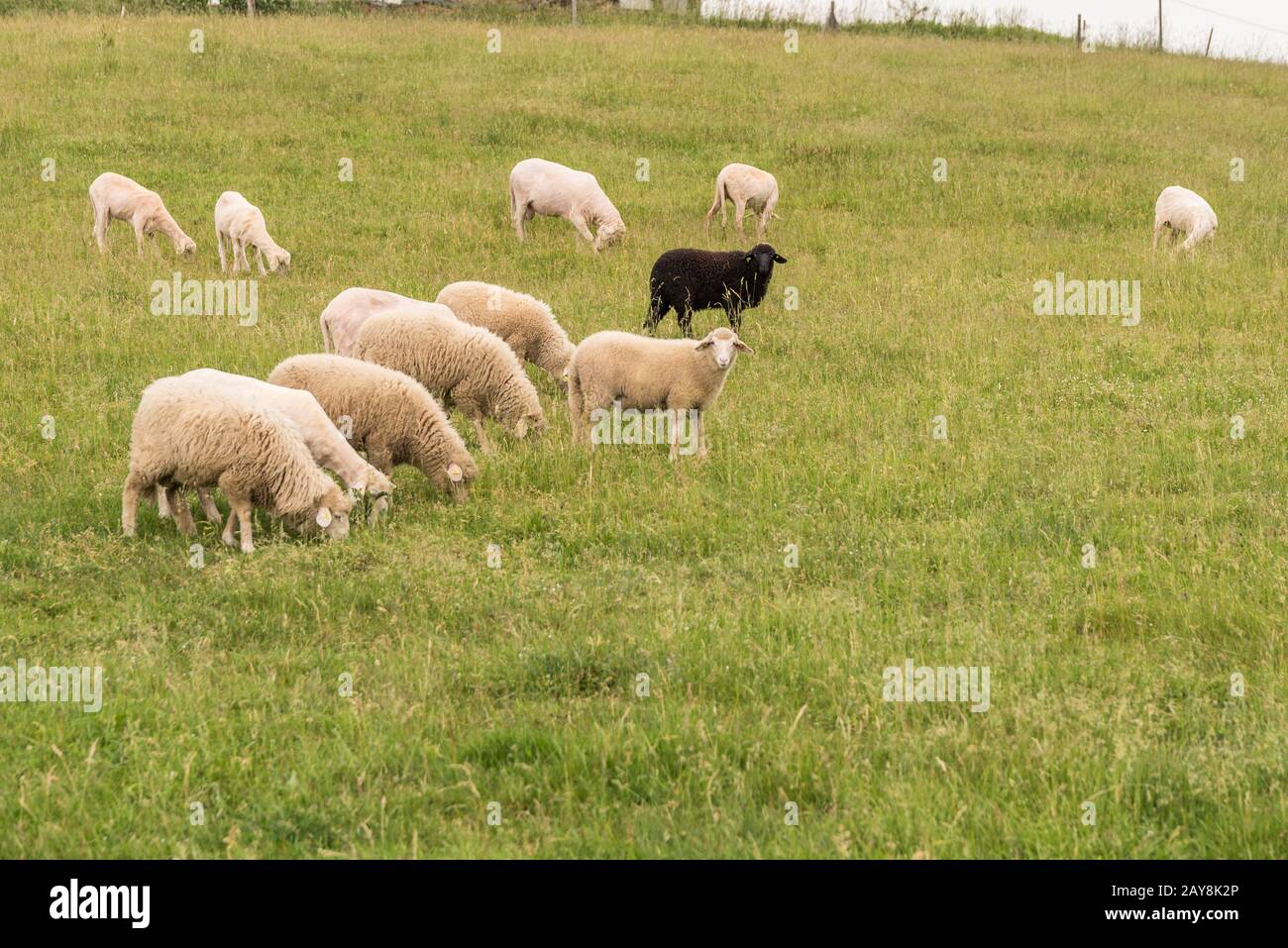Un mouton noir au milieu d'un troupeau de moutons blancs dans le pâturage Banque D'Images
