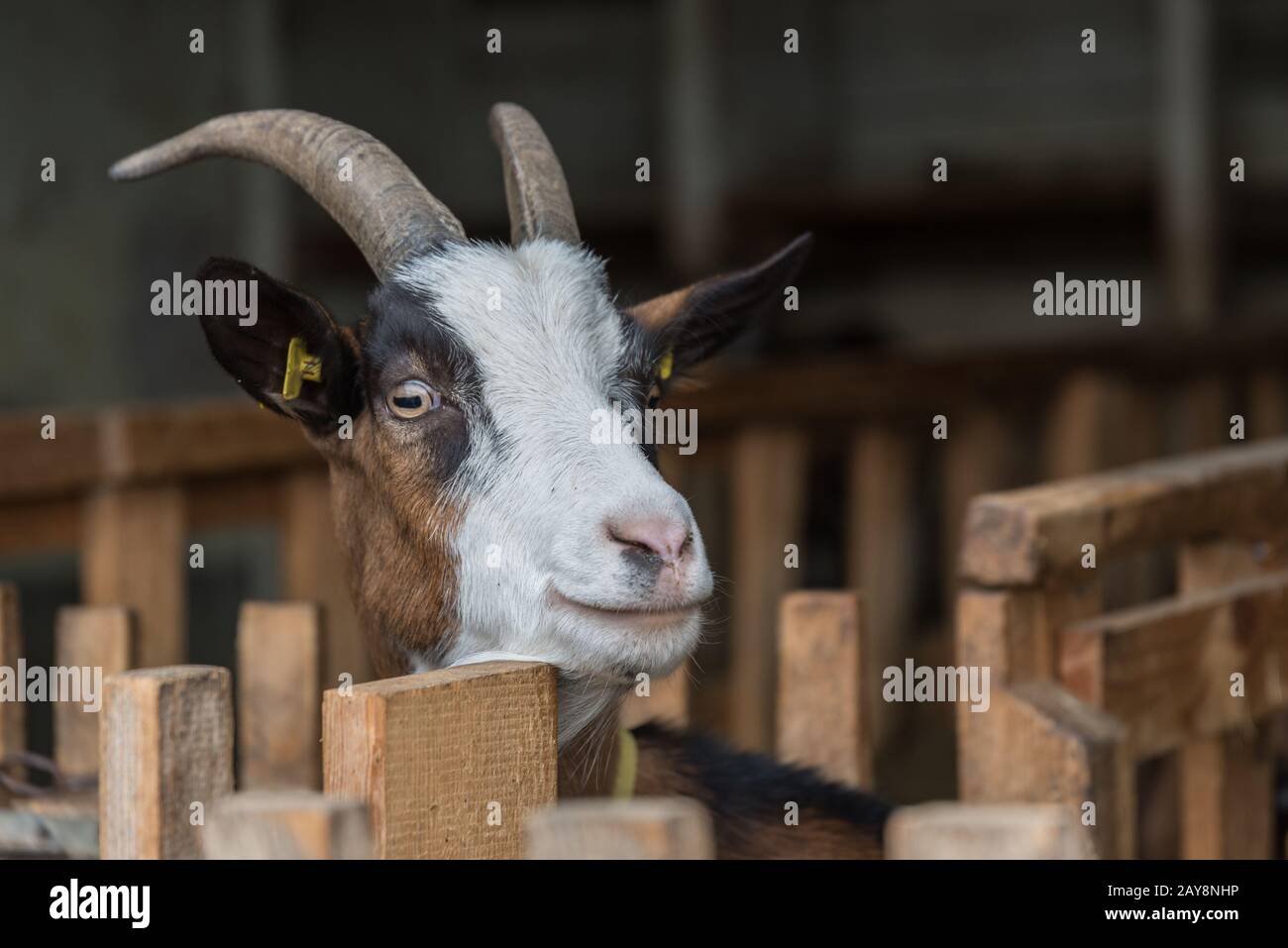 Chèvre curieux dans la maison de chèvre - gros-up portrait d'animal Banque D'Images