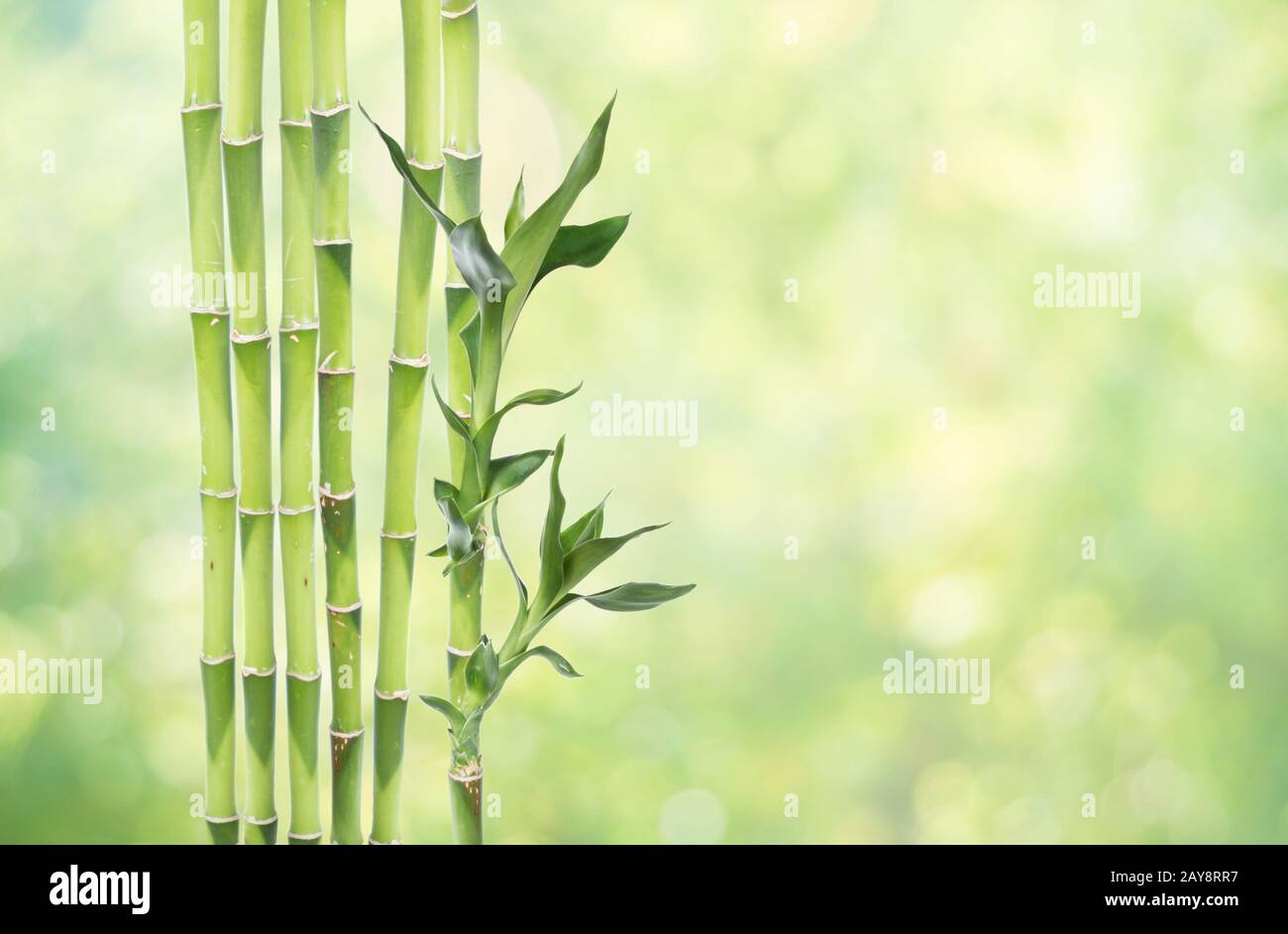 Bambou chanceux sur fond naturel Banque D'Images