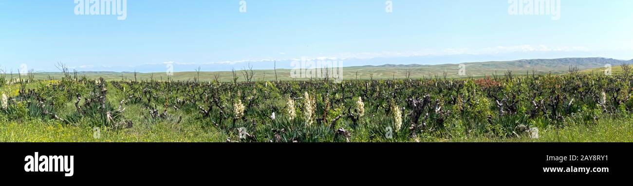 Réserve naturelle gérée de Vashlovani, Yucca, Géorgie Banque D'Images