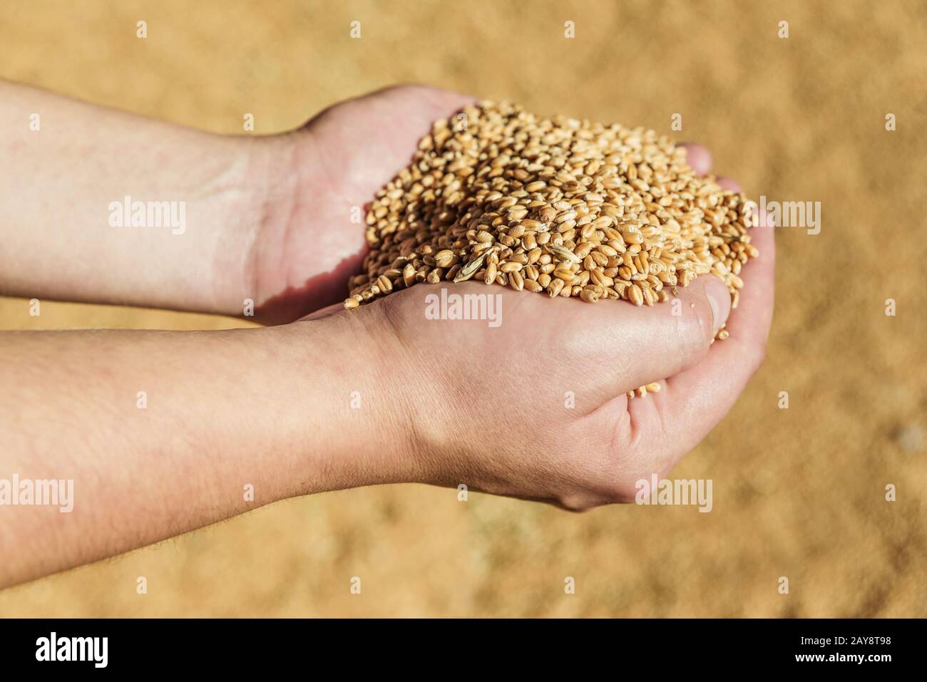 Les mains des hommes tenant du blé mûr Banque D'Images