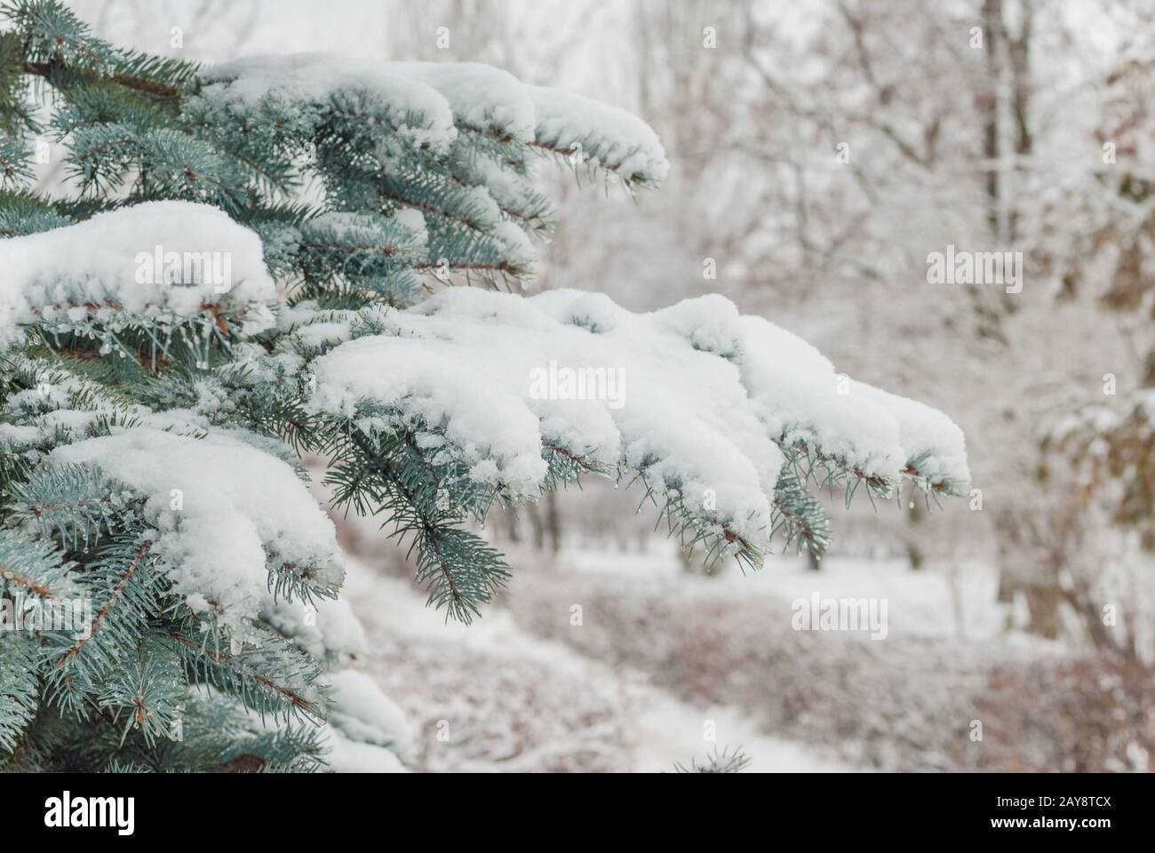 Neige sur branches de sapin Banque D'Images