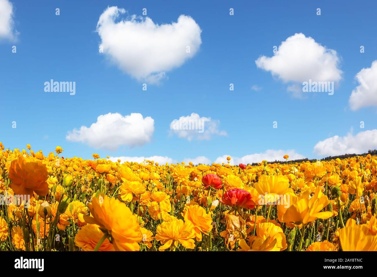 Les magnifiques champs de fleurs des pots de jardin. Nuages moelleux sur la splendeur florale. Concept d'agrotourisme Banque D'Images