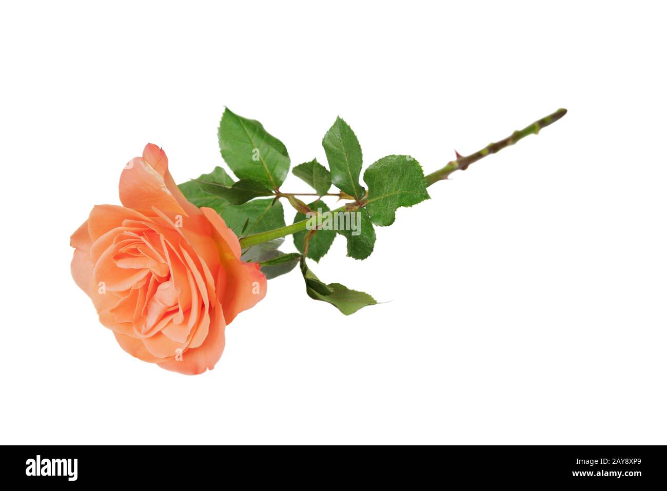 Rose orange sur blanc Banque D'Images