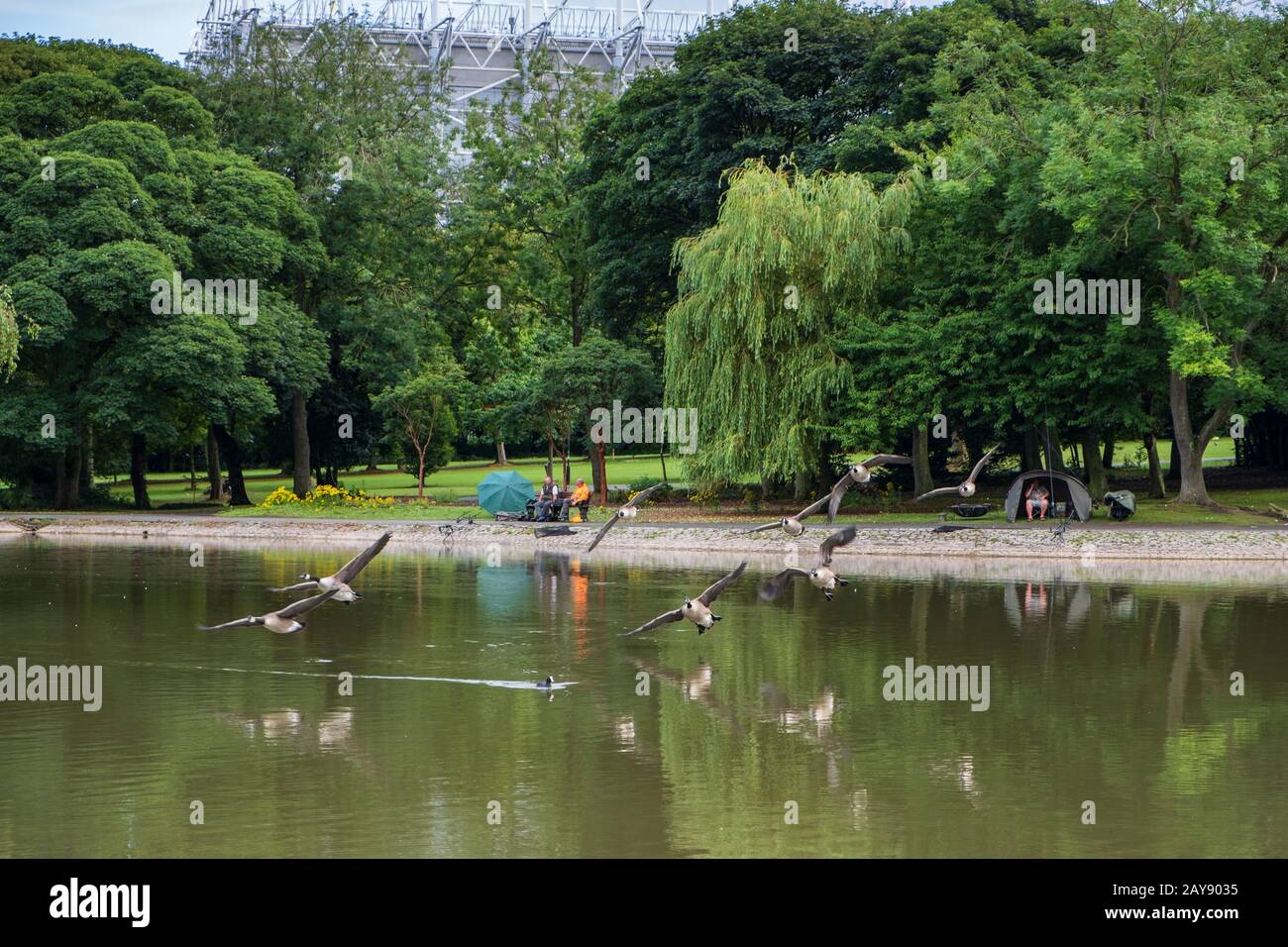 Belle scène de Geese voler en formation au-dessus de l'étang de Leazes Park à Newcastle avec des personnes engagées dans la pêche de loisirs dans Banque D'Images