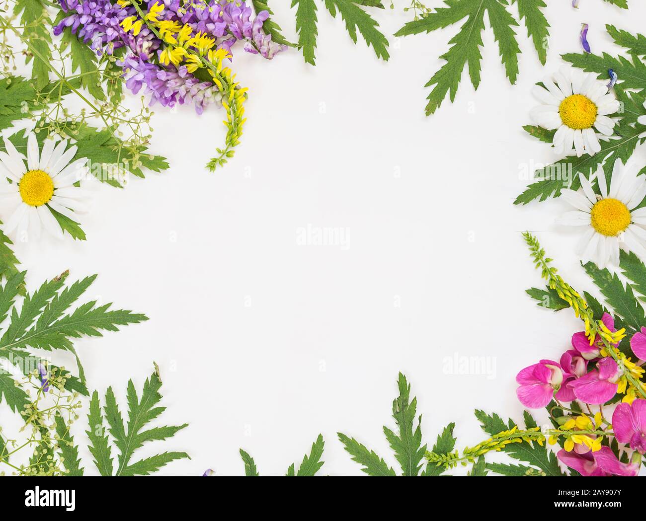 Cadre avec différentes herbes et fleurs Banque D'Images