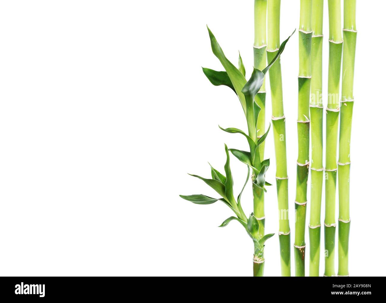 Bambou chanceux sur fond blanc Banque D'Images