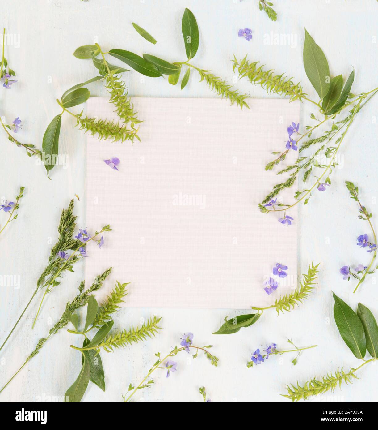 Cadre nature avec différentes herbes et fleurs Banque D'Images