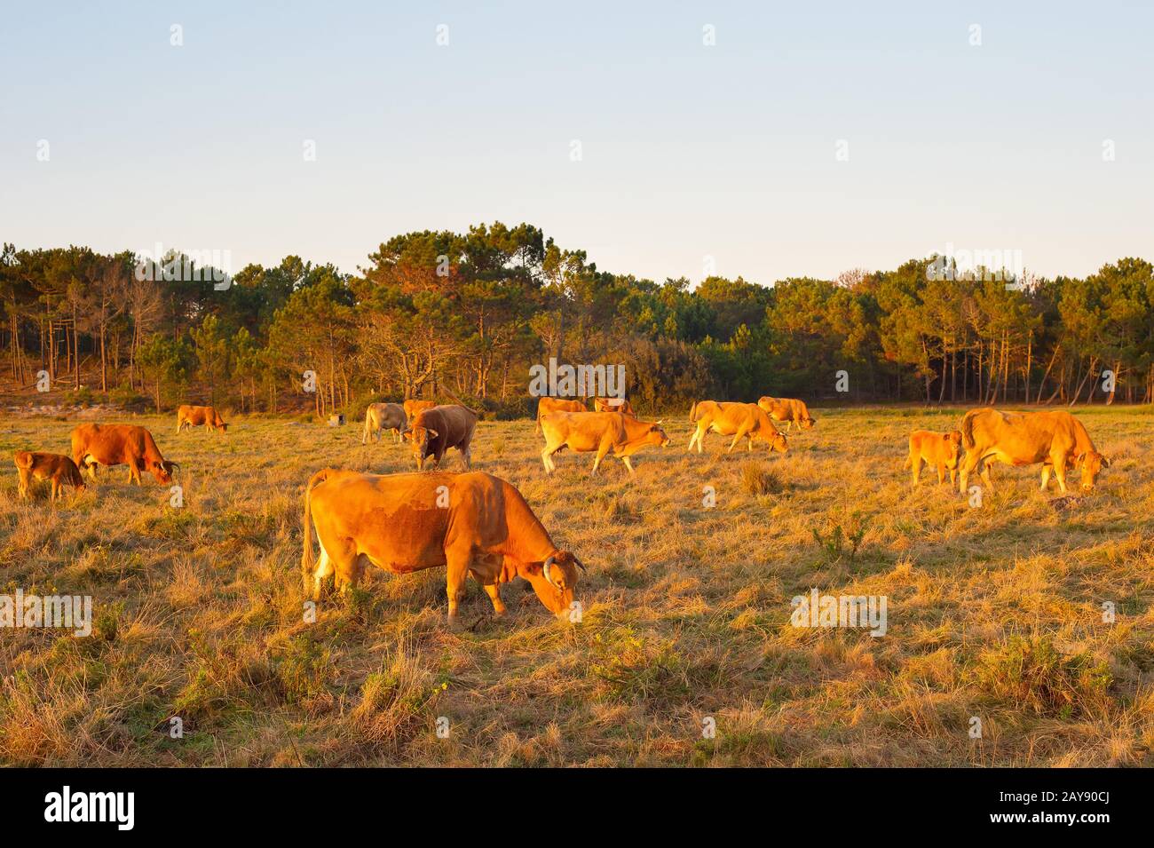 Champ de pâturage de la vache de troupeau. Portugal Banque D'Images