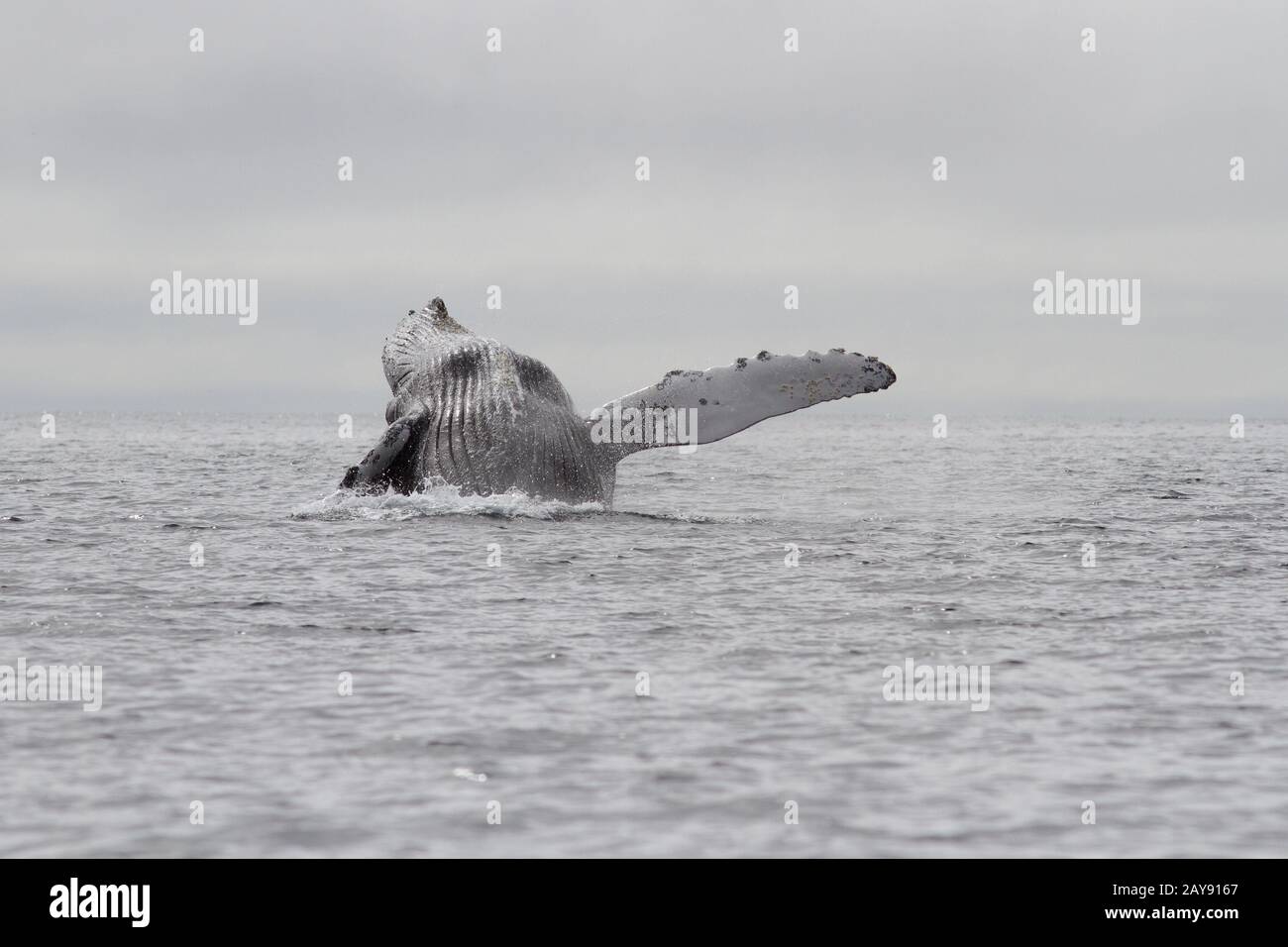 Baleine à bosse sautant de l'eau de l'océan Pacifique dans les eaux des îles les commandants Banque D'Images