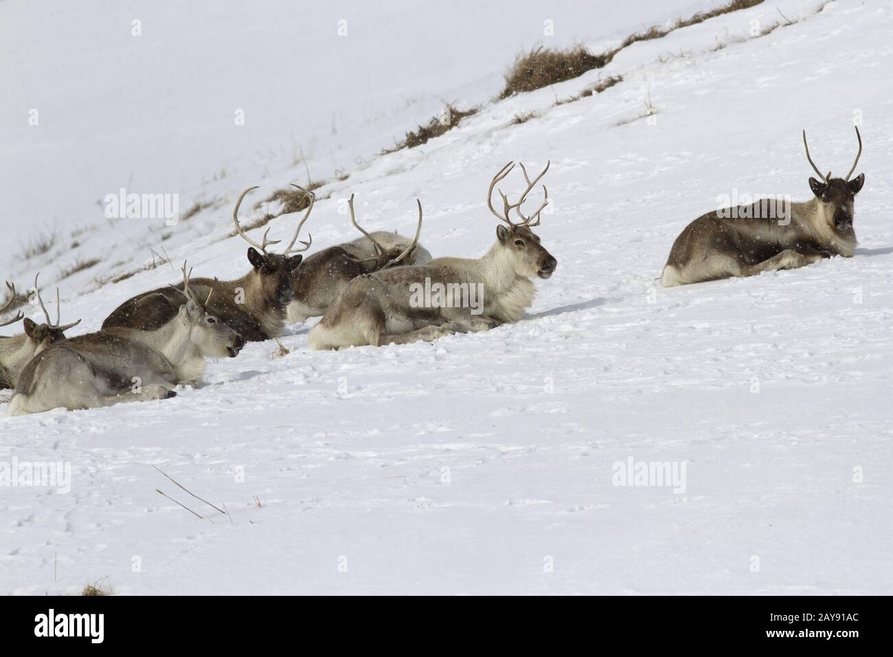 Le renne couché sur la pente d'une colline couverte de neige dans la toundra, sur une journée d'hiver Banque D'Images
