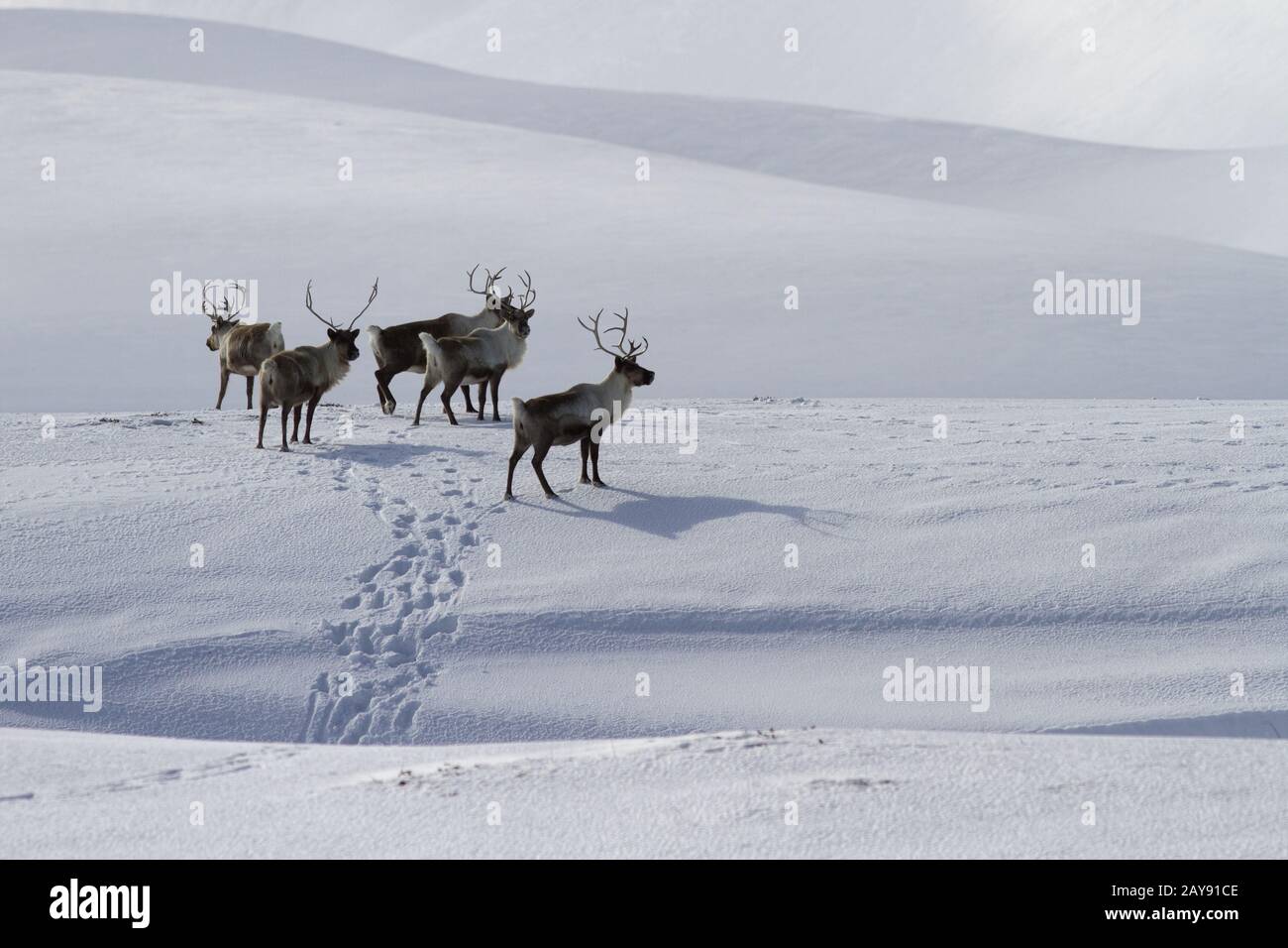 Un petit troupeau de rennes debout sur une colline couverte de neige en un jour d'hiver Banque D'Images