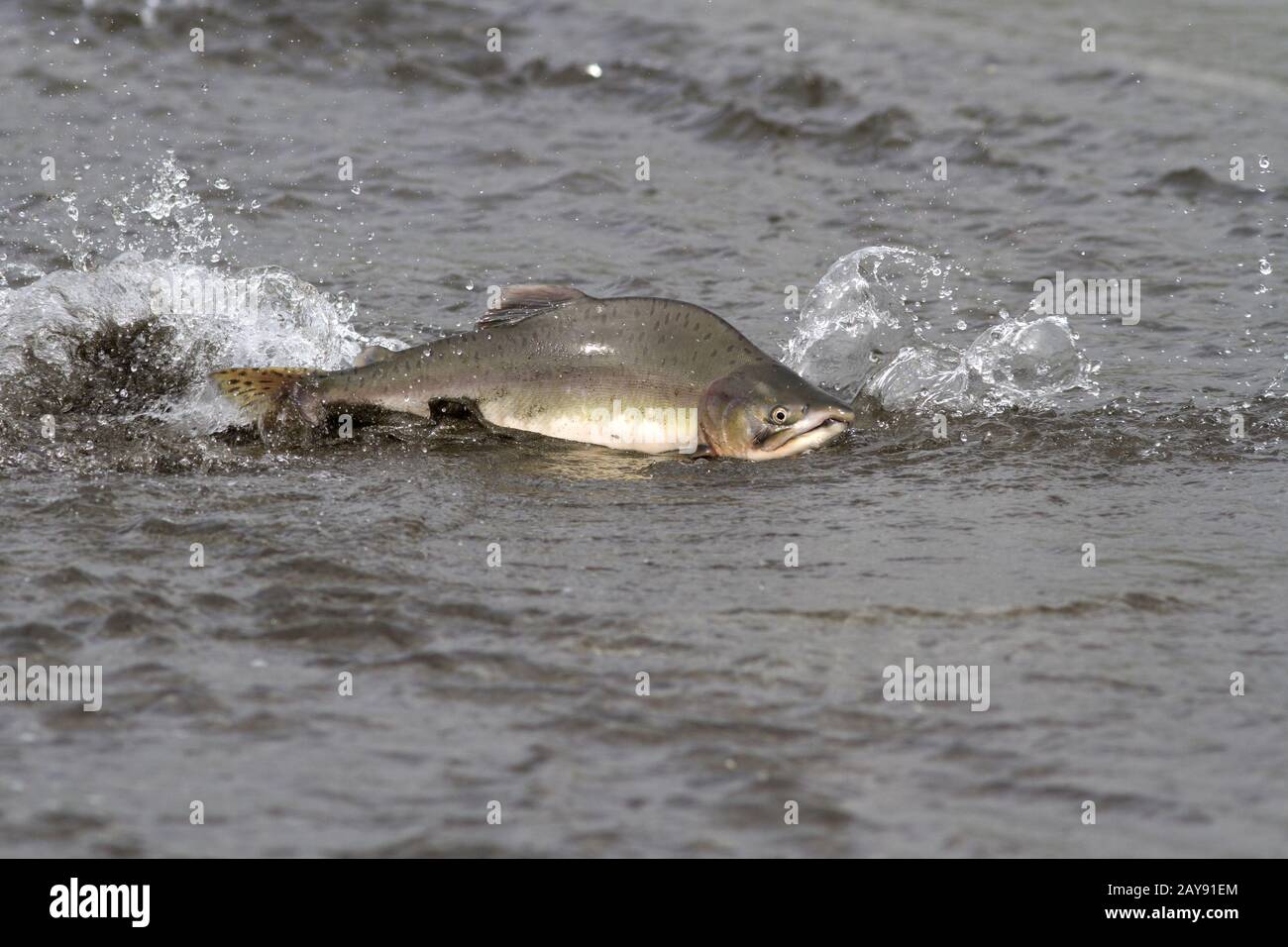 Saumon rose mâle flottant sur l'embouchure de la rivière avant d'entrer dans la rivière de frai Banque D'Images