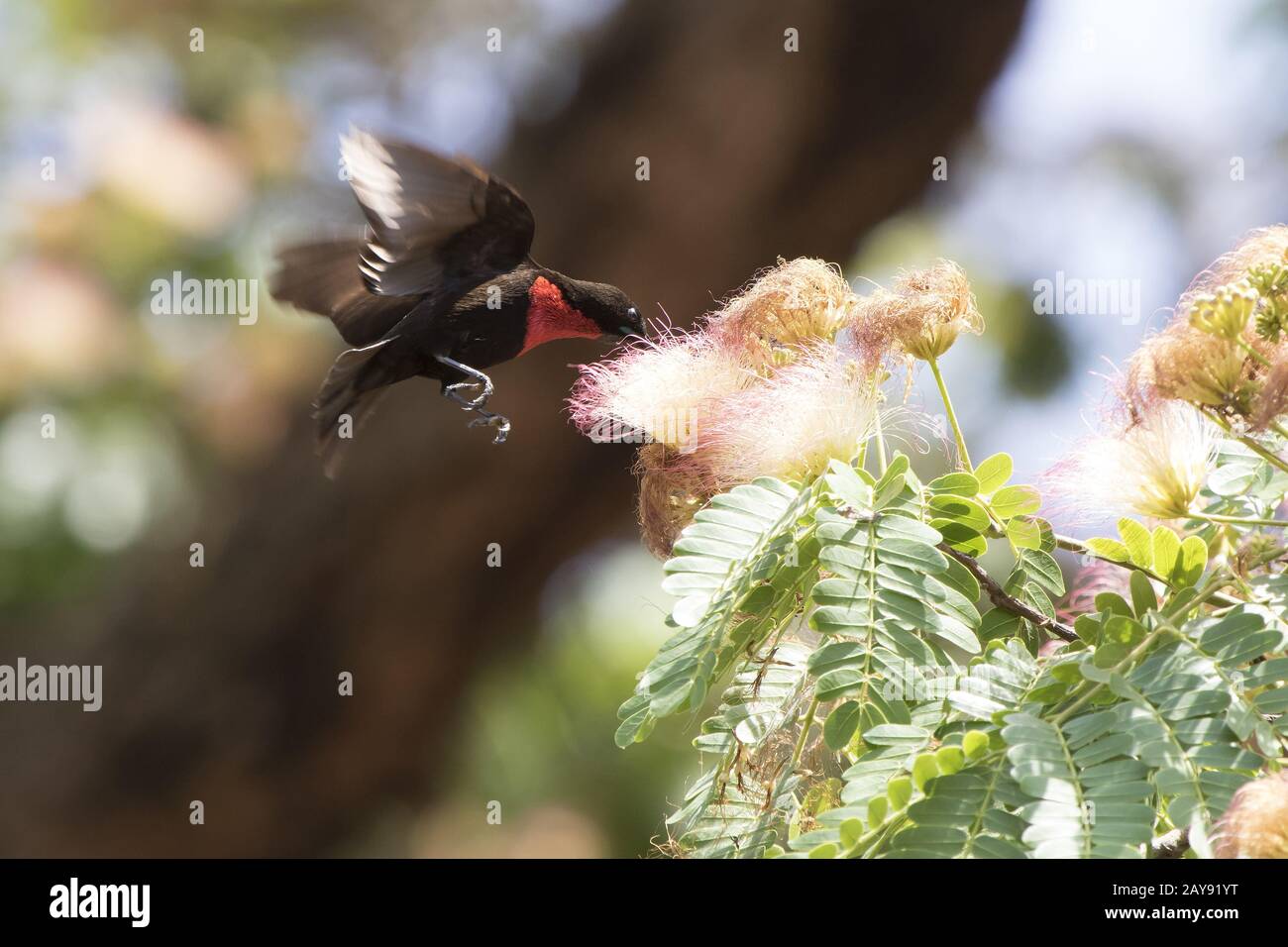 Écarlate mâle-chested Sunbirds qui plane sur les fleurs et de nectar boissons Banque D'Images