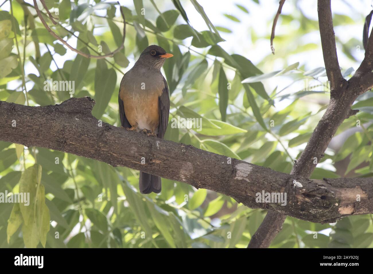 La grive d'olive qui est assis sur une branche d'arbre à l'ombre des feuilles sur une chaude journée d'Afrique Banque D'Images