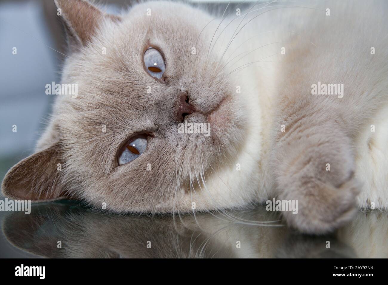 Chat En Verre Banque D Image Et Photos Alamy