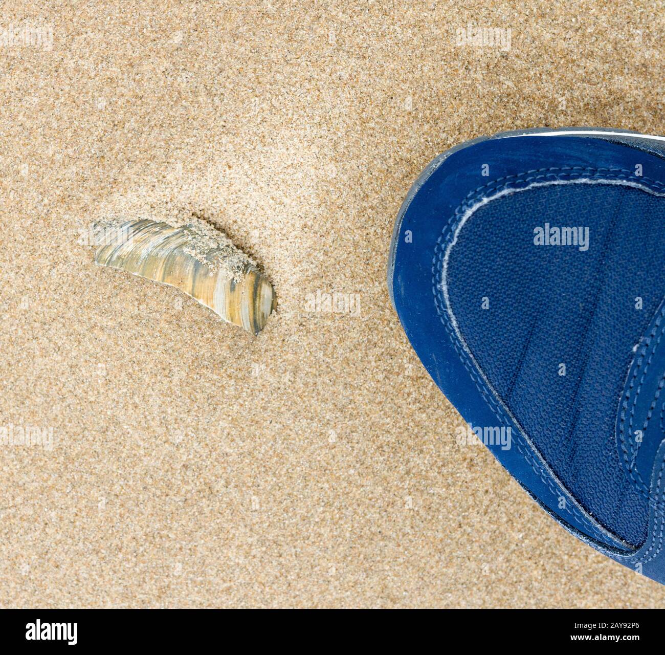 Chaussure de sport et coque de mer sur le sable à Blackpool, Royaume-Uni Banque D'Images