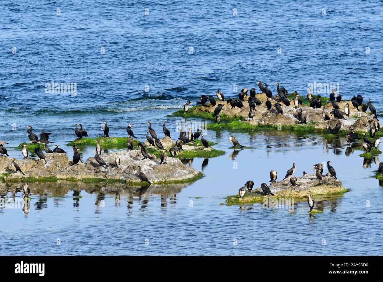 Cormorans en mer Baltique Banque D'Images