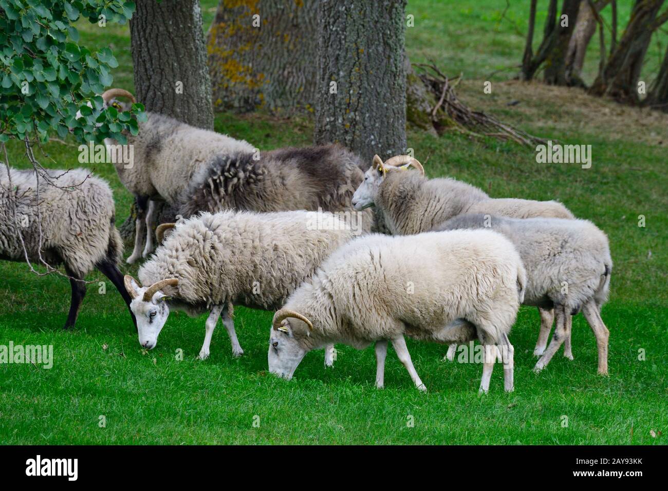 Troupeaux de bonne brebis sur Gotland Banque D'Images