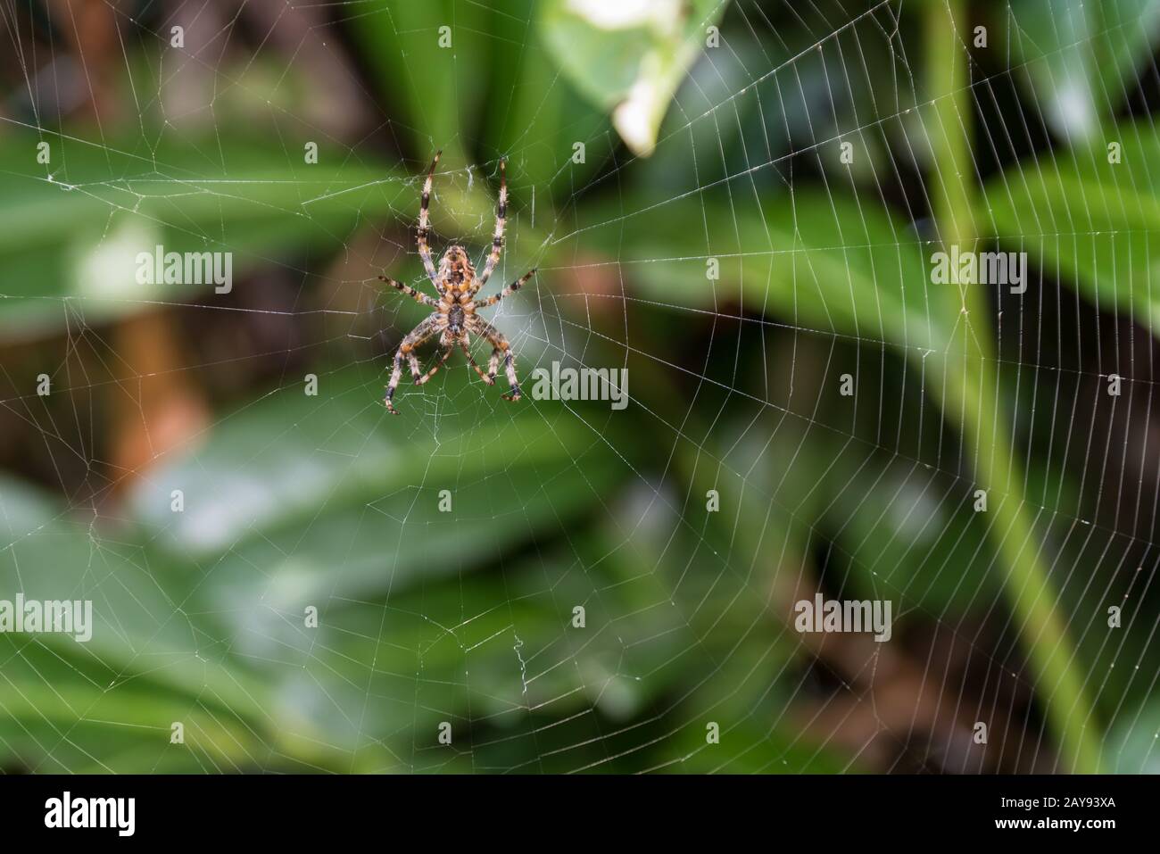 Spider dans son propre filet sur la garde - araignée croisée Banque D'Images