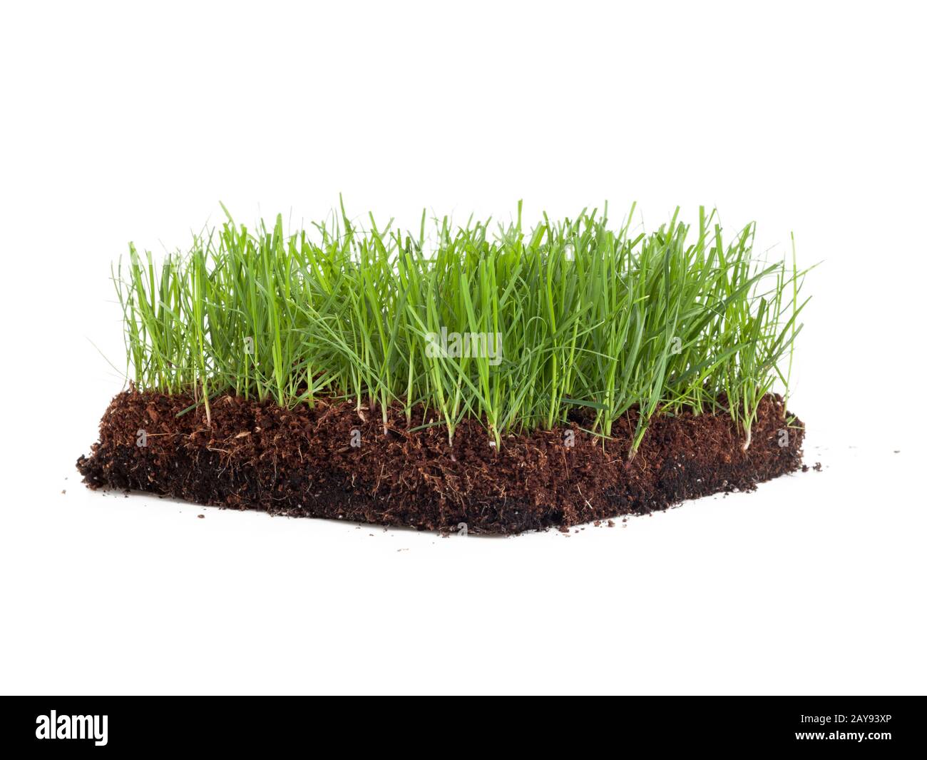 Coupe transversale d'une prairie verte isolée sur fond blanc Banque D'Images