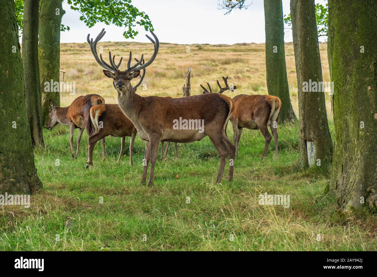 Red Deer à l'intérieur du parc Lyme, Peak District à Cheshire, Royaume-Uni Banque D'Images