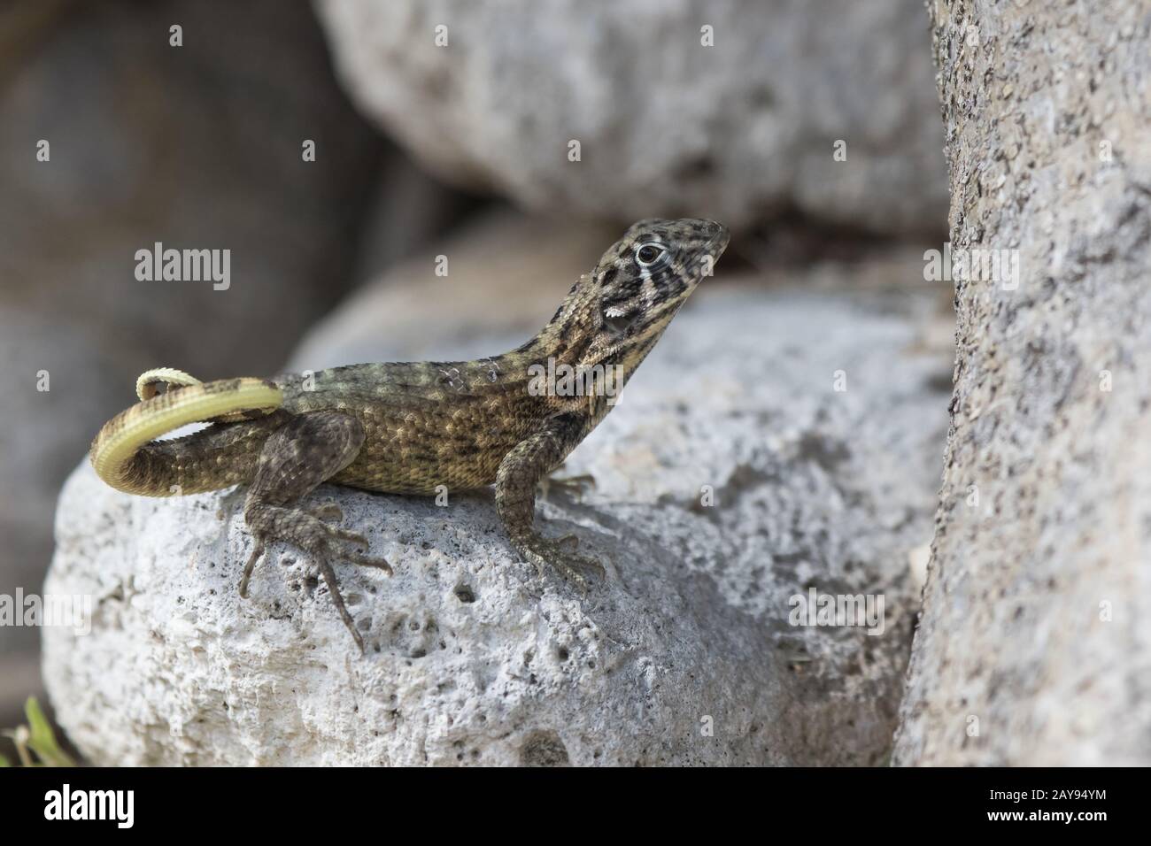 Le lézard curly nord qui se trouve entre les pierres et se tourne vers l'avenir par une belle journée ensoleillée Banque D'Images