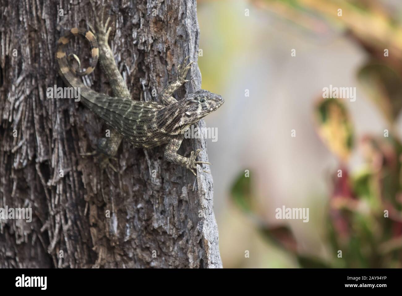 Le lézard curly nord qui pèse sur un tronc d'arbre et anticipe sur une journée ensoleillée Banque D'Images