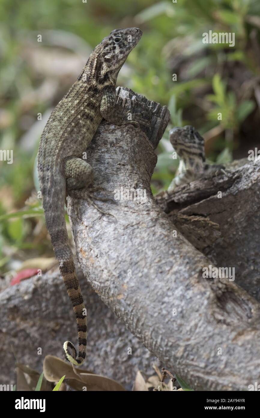 Le lézard curly nord qui se trouve un tronc d'arbre à l'ombre d'une belle journée ensoleillée Banque D'Images