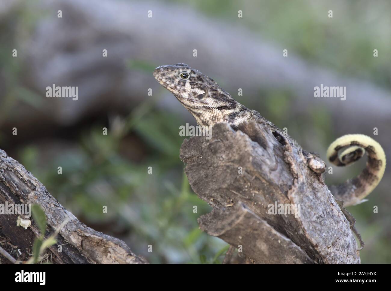 Le lézard curly nord qui est assis sur un tronc d'arbre sec à l'ombre par une belle journée ensoleillée Banque D'Images