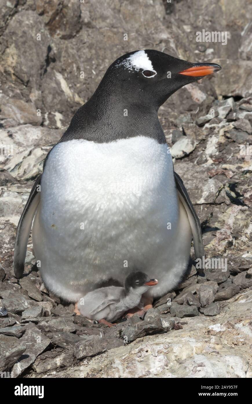 Gentoo pingouin femme assis dans le nid avec un petit en poussins d'un jour d'été olonia Banque D'Images