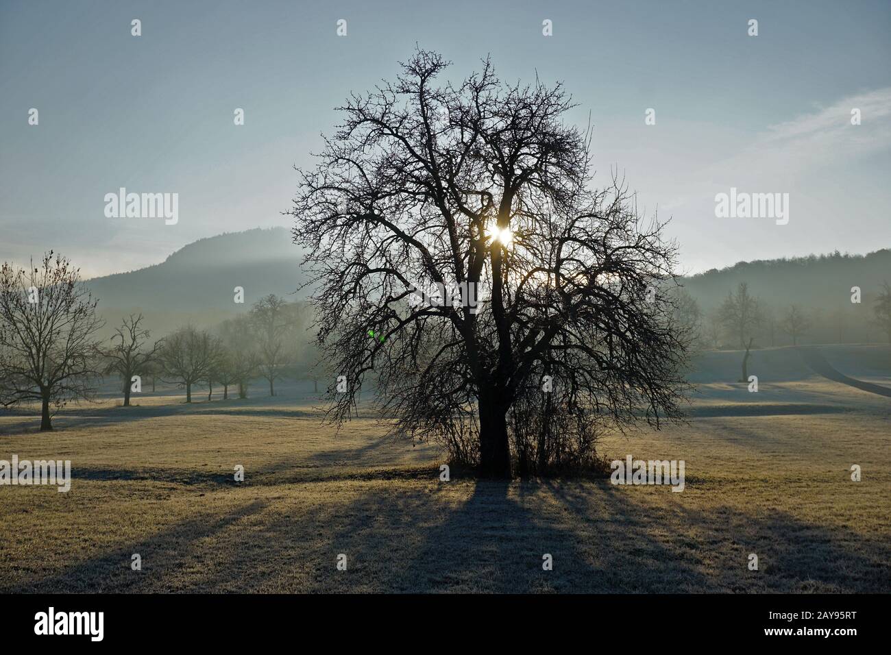 Arbre dans le contre-feu, arbre en contre-jour Banque D'Images