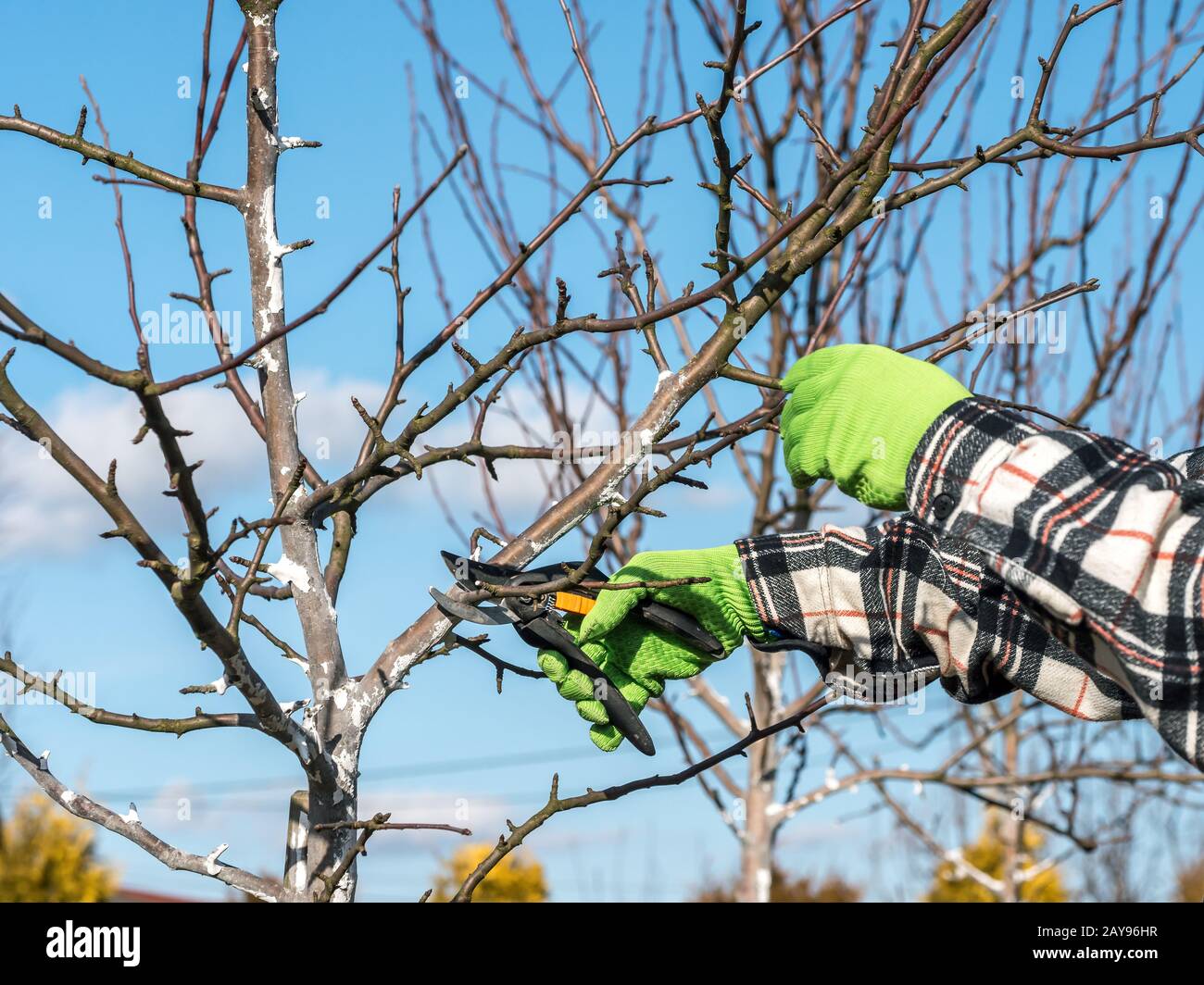 Gros plan des mains du jardinier élaçant les branches des arbres fruitiers avec les élagueurs Banque D'Images