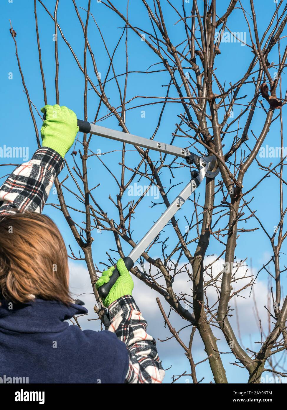 Gros plan des mains du jardinier élaçant les branches des arbres fruitiers avec élagage des cisailles Banque D'Images