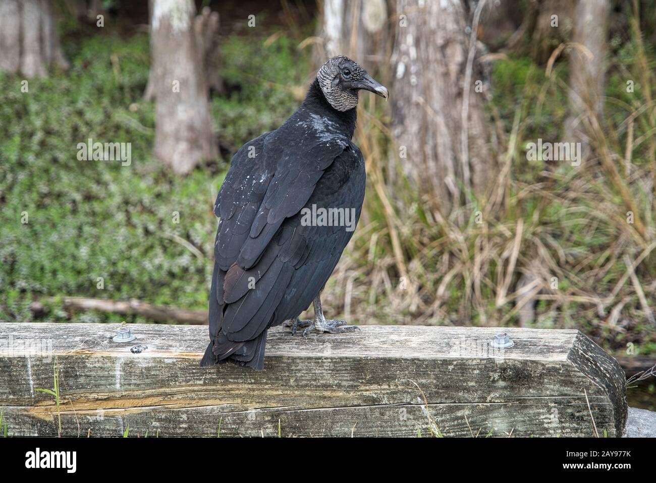 Gros plan sur un aigle chauve, la vautour noire américaine dans les Everglades de Floride Banque D'Images